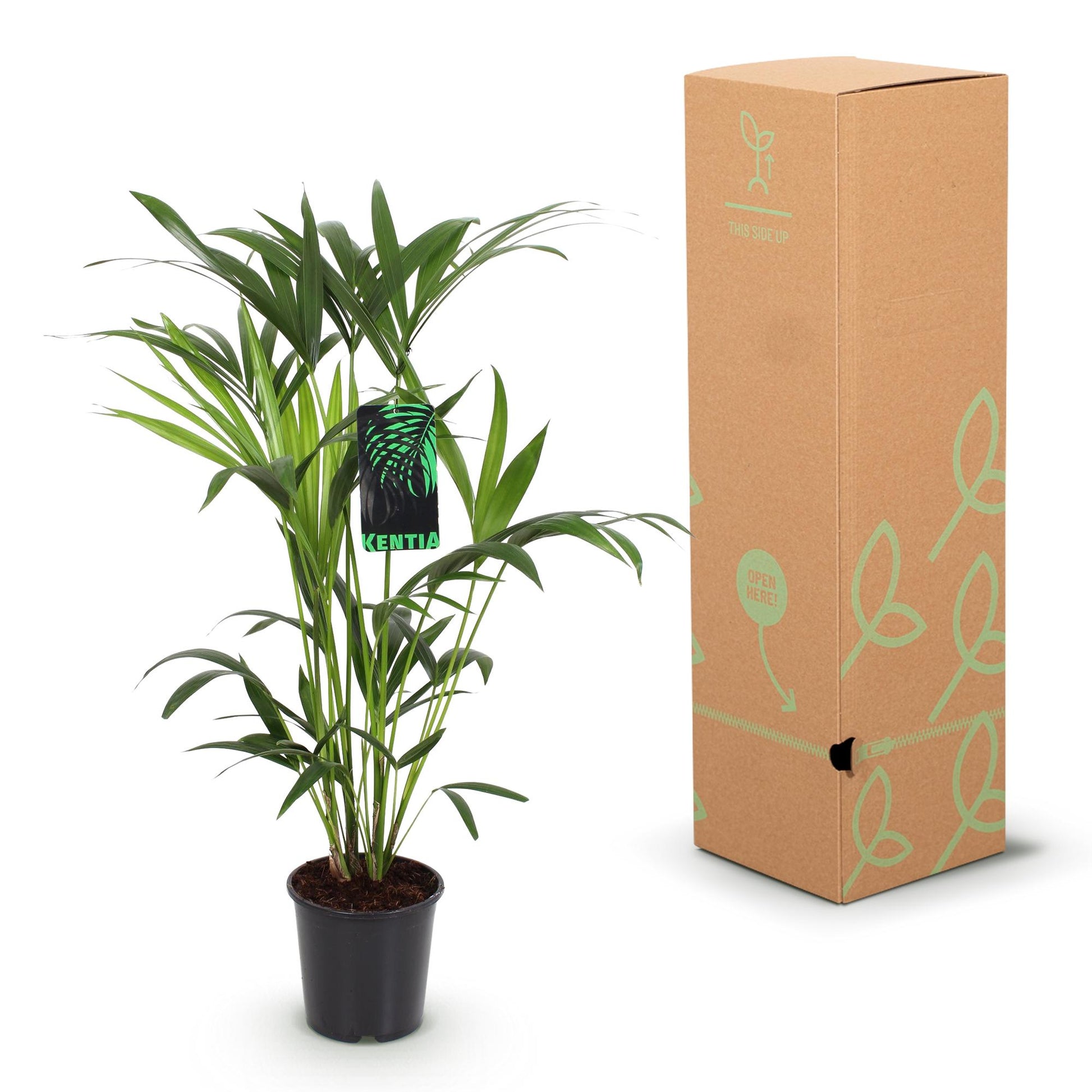 Green boutiQ - Kamerplant - Howea Forsteriana - Kentia Palm - Weinig Onderhoud - Groen - 1 plant - Pot 19cm - Hoogte 80-85cm