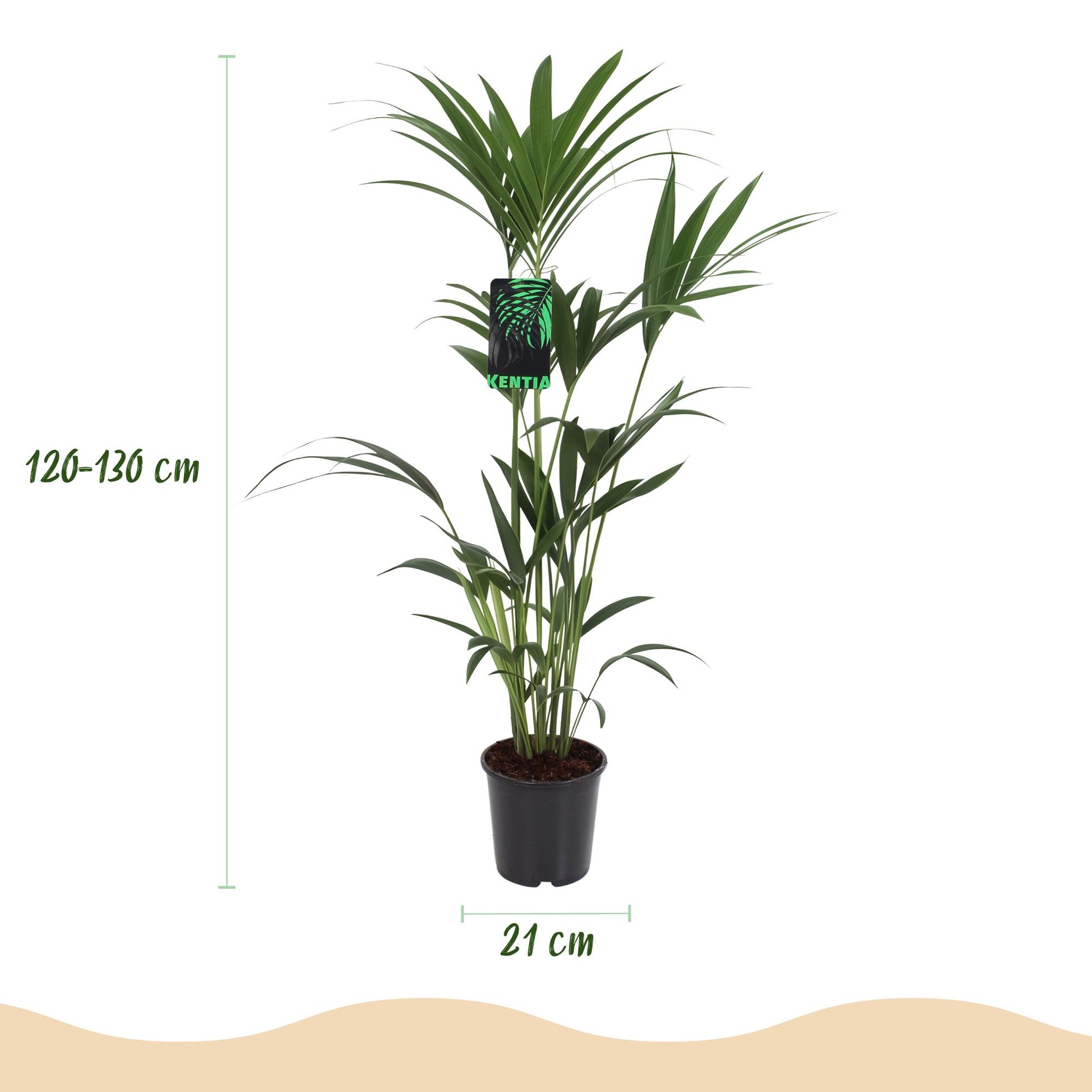 Green boutiQ - Kamerplant - Howea Forsteriana - Kentia Palm - Weinig Onderhoud - Groen - 1 plant - Pot 21cm - Hoogte 120-130cm
