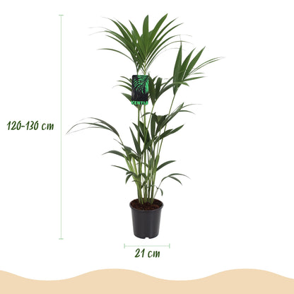Green boutiQ - Kamerplant - Howea Forsteriana - Kentia Palm - Weinig Onderhoud - Groen - 1 plant - Pot 21cm - Hoogte 120-130cm