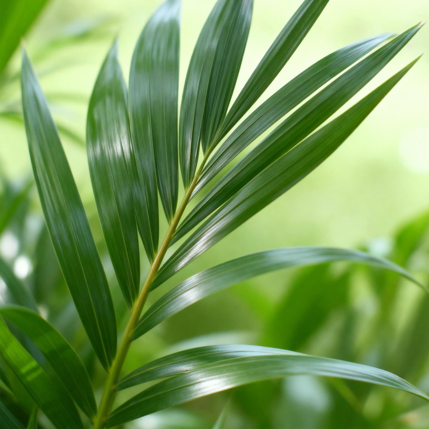 Green boutiQ - Kamerplant - Howea Forsteriana - Kentia Palm - Weinig Onderhoud - Groen - 1 plant - Pot 21cm - Hoogte 120-130cm