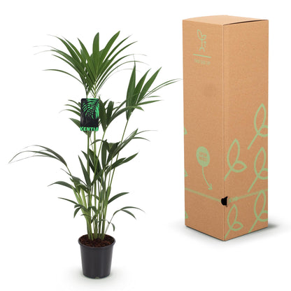 Green boutiQ - Kamerplant - Howea Forsteriana - Kentia Palm - Weinig Onderhoud - Groen - 1 plant - Pot 21cm - Hoogte 120-130cm