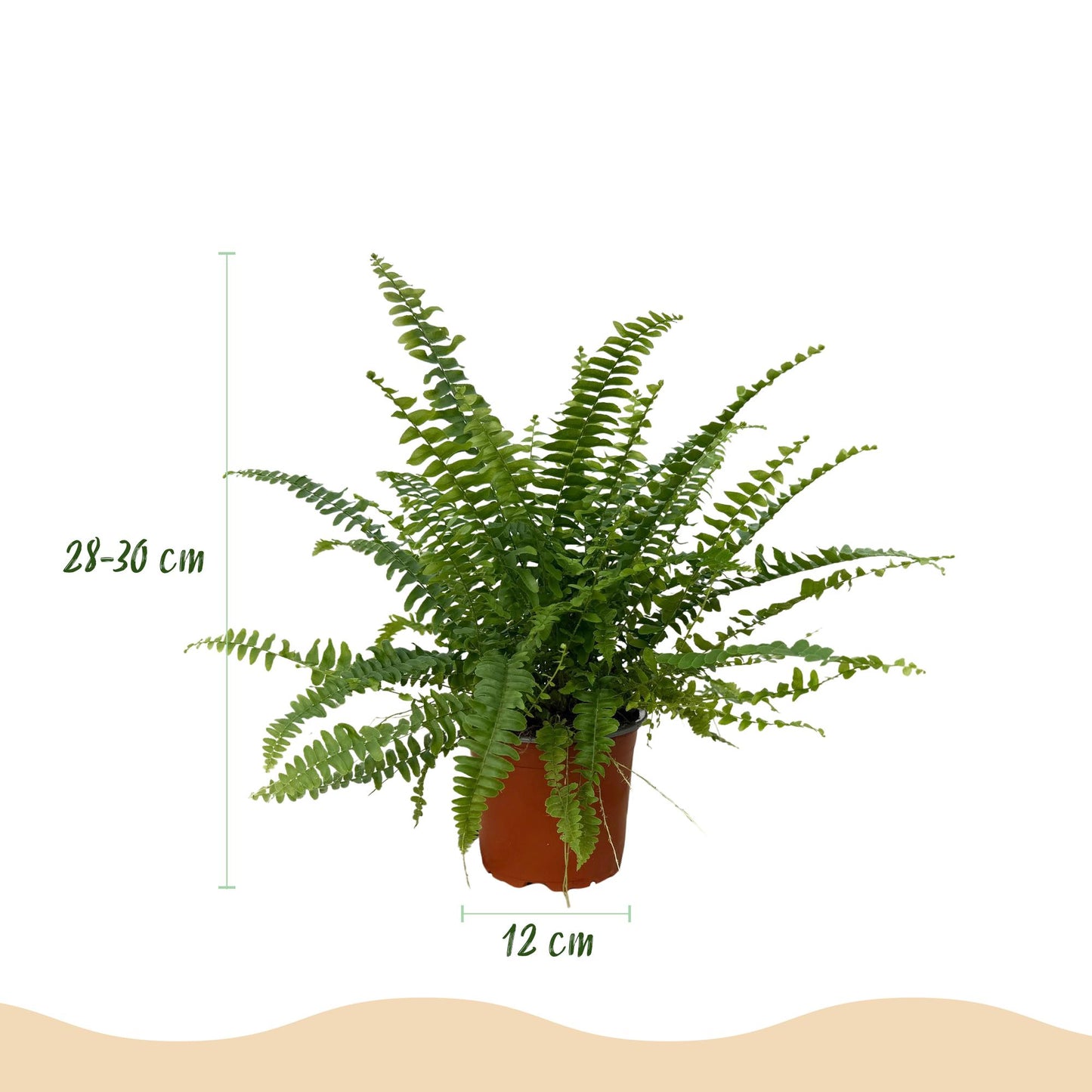 Green boutiQ - Kamerplant - Nephrolepsis exaltata Green Lady - Varen - Huisdiervriendelijke Plant - Groen - 2 Planten - met Potter Wit - Pot 12cm - Hoogte 25cm