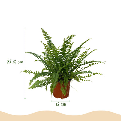 Green boutiQ - Kamerplant - Nephrolepsis exaltata Green Lady - Varen - Huisdiervriendelijke Plant - Groen - 2 Planten - met Potter Wit - Pot 12cm - Hoogte 25cm