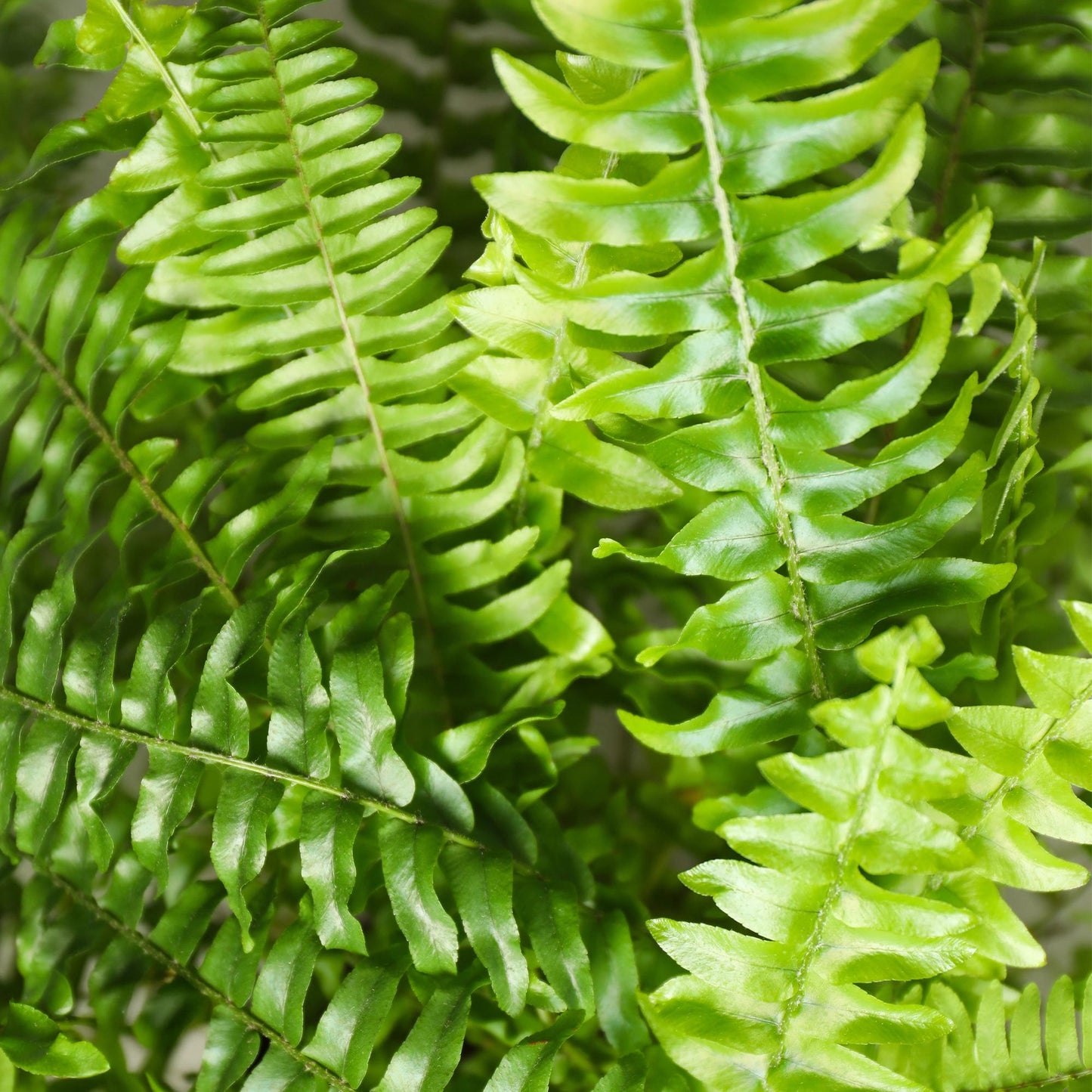 Green boutiQ - Kamerplant - Nephrolepsis exaltata Green Lady - Varen - Huisdiervriendelijke Plant - Groen - 2 Planten - met Potter Wit - Pot 12cm - Hoogte 25cm