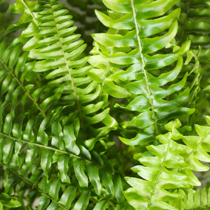 Green boutiQ - Kamerplant - Nephrolepsis exaltata Green Lady - Varen - Huisdiervriendelijke Plant - Groen - 2 Planten - met Potter Wit - Pot 12cm - Hoogte 25cm