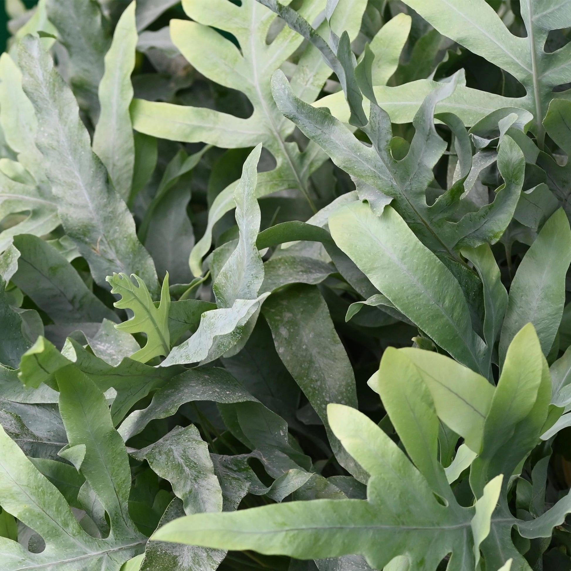 Green boutiQ - Kamerplant - Phlebodium aureum Blue Star - Blauwe Varen - Huisdiervriendelijk - Blauw - 2 Planten - Pot 12cm - Hoogte 25-30cm