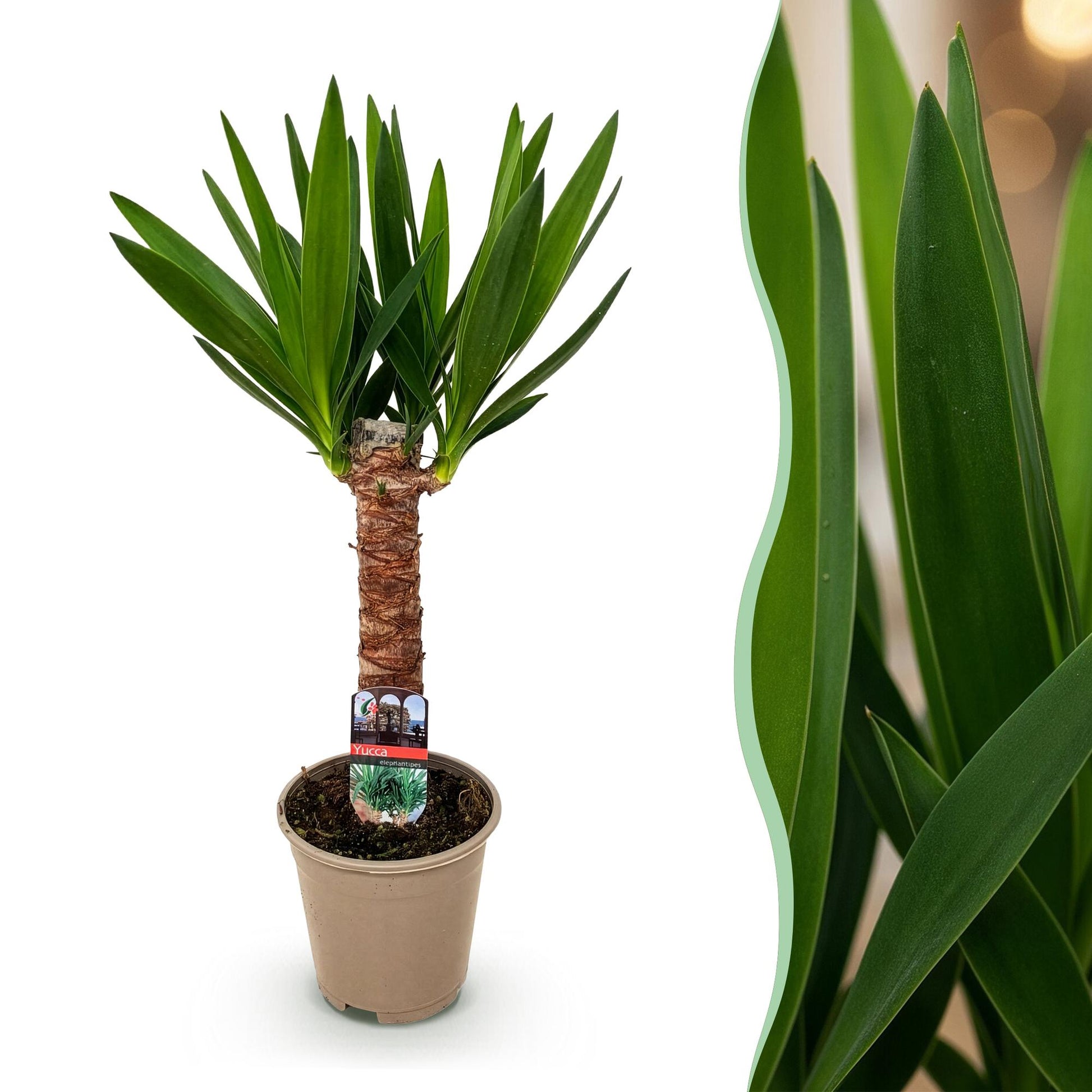 Green boutiQ - Kamerplant - Yucca elephantipes - Yucca - Weinig onderhoud - Groen - 1 - Pot 14cm - Hoogte 55cm