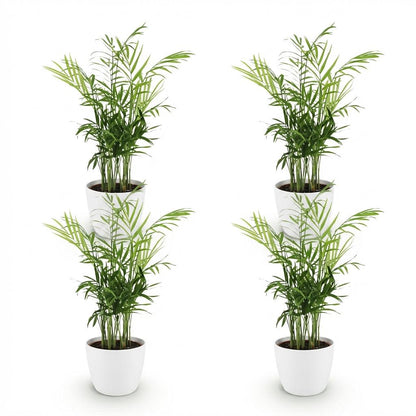 Kamerplant - Chamaedorea elegans - Goudpalm - Huisdiervriendelijke Plant - Groen - 4 Planten - met Potter Wit - Pot 12cm - Hoogte 15cm