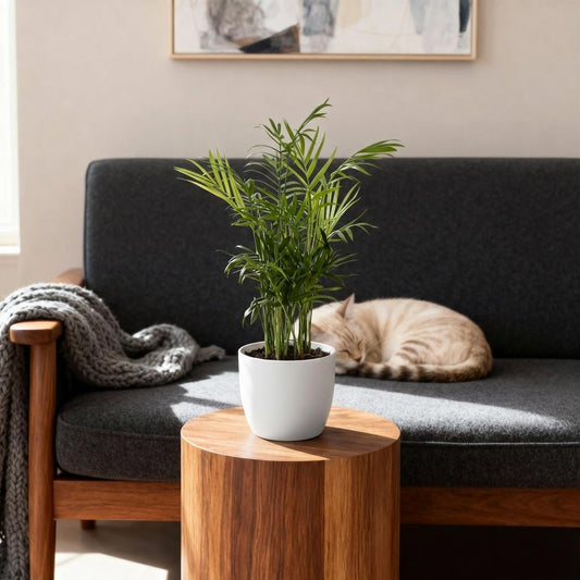 Kamerplant - Chamaedorea elegans - Goudpalm - Huisdiervriendelijke Plant - Groen - 4 Planten - met Potter Wit - Pot 12cm - Hoogte 15cm