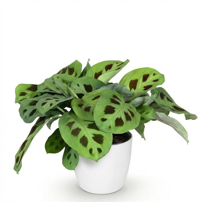 Kamerplant - Maranta Fascinator Kerchoveana - Zebraplant - Huisdiervriendelijke Plant - Groen - 1 Plant - met Potter Wit - Pot 12cm - Hoogte 25cm