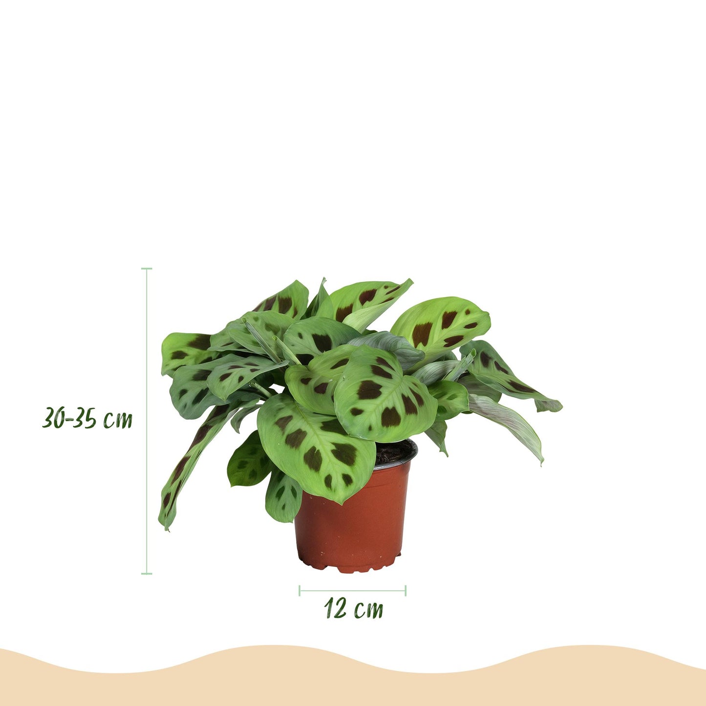 Kamerplant - Maranta Fascinator Kerchoveana - Zebraplant - Huisdiervriendelijke Plant - Groen - 1 Plant - met Potter Wit - Pot 12cm - Hoogte 25cm