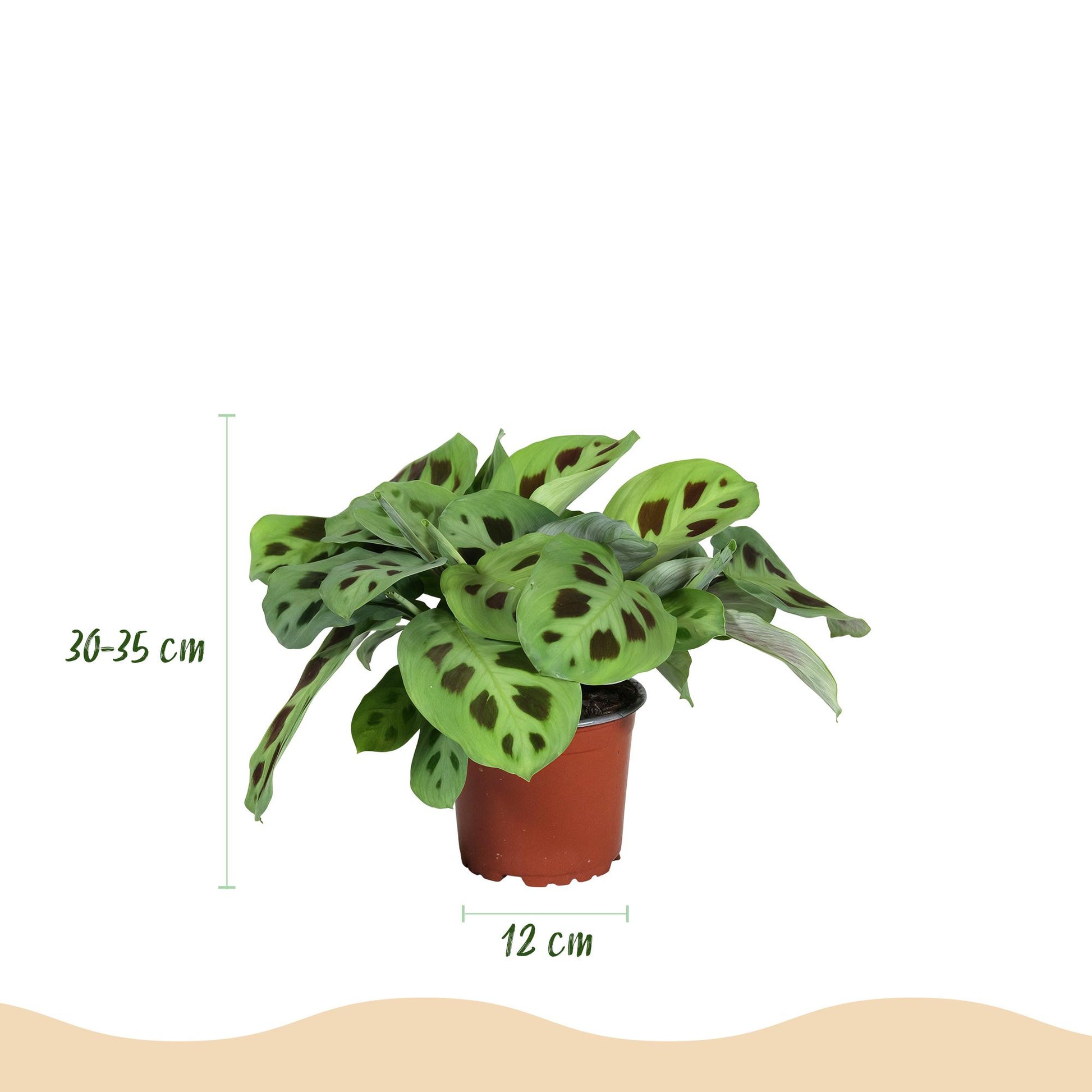 Kamerplant - Maranta Fascinator Kerchoveana - Zebraplant - Huisdiervriendelijke Plant - Groen - 1 Plant - met Potter Wit - Pot 12cm - Hoogte 25cm