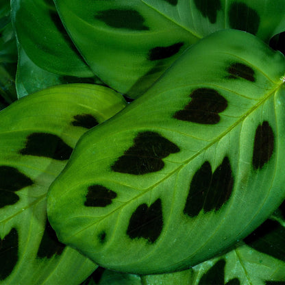 Kamerplant - Maranta Fascinator Kerchoveana - Zebraplant - Huisdiervriendelijke Plant - Groen - 1 Plant - met Potter Wit - Pot 12cm - Hoogte 25cm