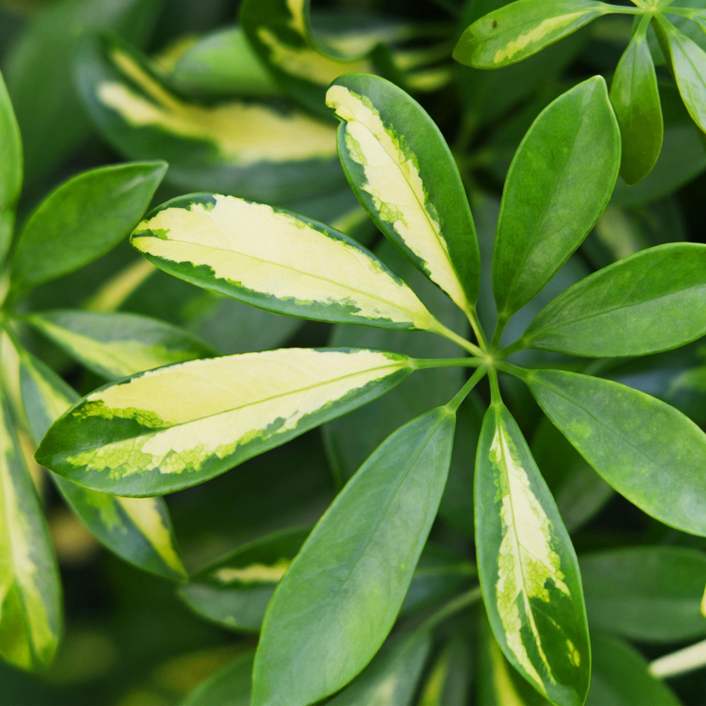Green boutiQ - Kamerplanten - Schefflera Gold Capelle - Vingerboom - Weinig onderhoud - Groen - goud - 1 Plant - met Potter Wit - Pot 21cm - Hoogte 70-80cm