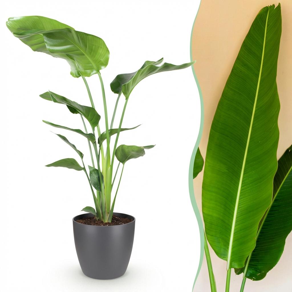 Paradijsvogelplant Strelitzia Nicolai met pot Hoogte 110-120cm