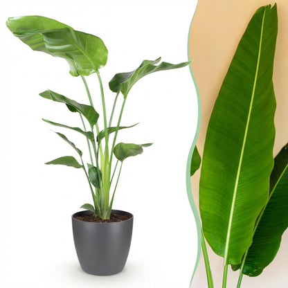 Paradijsvogelplant Strelitzia Nicolai met pot Hoogte 110-120cm