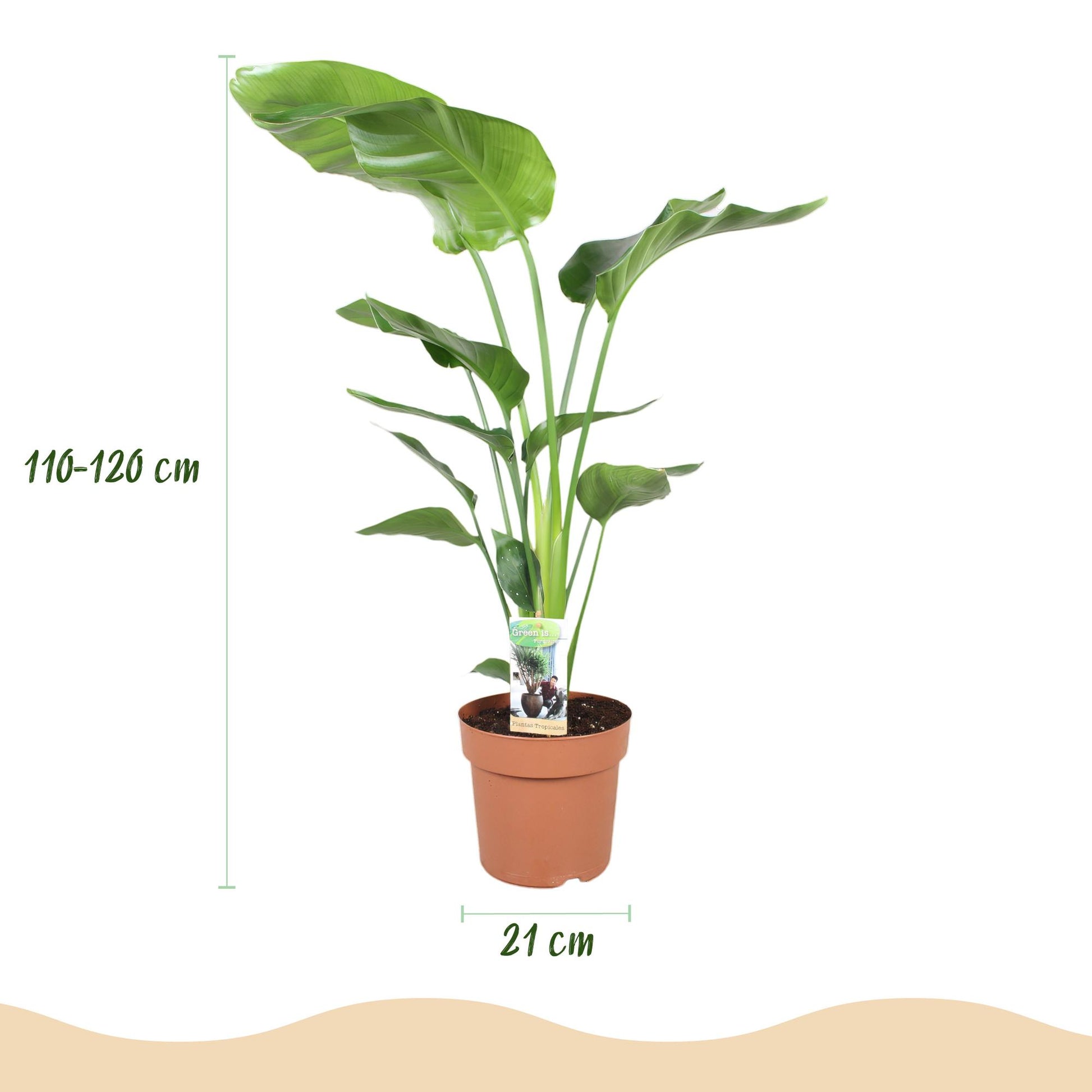  - Kamerplanten - Strelitzia Nicolai - Paradijsvogelbloem - Weinig onderhoud - Groen - 1 Plant - met Potter Wit - Pot 21cm - Hoogte 110-120cm