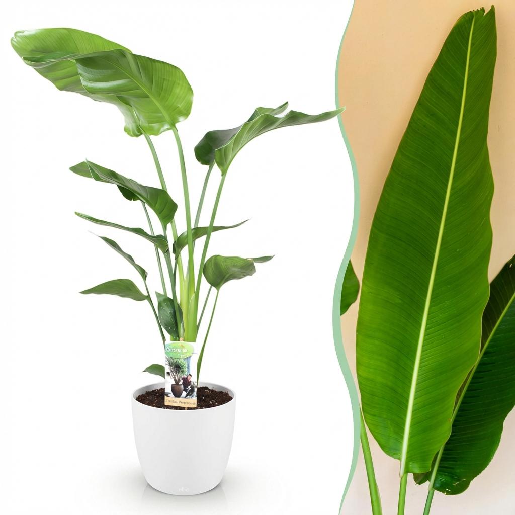  - Kamerplanten - Strelitzia Nicolai - Paradijsvogelbloem - Weinig onderhoud - Groen - 1 Plant - met Potter Wit - Pot 21cm - Hoogte 110-120cm