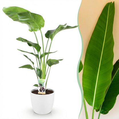  - Kamerplanten - Strelitzia Nicolai - Paradijsvogelbloem - Weinig onderhoud - Groen - 1 Plant - met Potter Wit - Pot 21cm - Hoogte 110-120cm