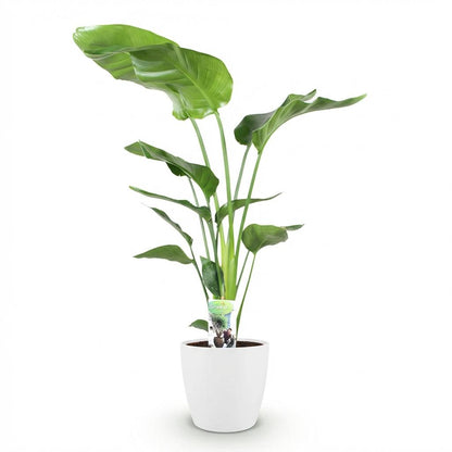  - Kamerplanten - Strelitzia Nicolai - Paradijsvogelbloem - Weinig onderhoud - Groen - 1 Plant - met Potter Wit - Pot 21cm - Hoogte 110-120cm