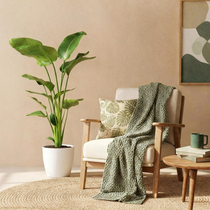  - Kamerplanten - Strelitzia Nicolai - Paradijsvogelbloem - Weinig onderhoud - Groen - 1 Plant - met Potter Wit - Pot 21cm - Hoogte 110-120cm