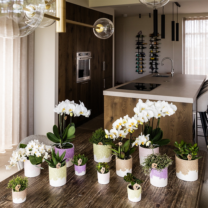 Kolibri Home | Bloom sierpot - Green - Ø12cm