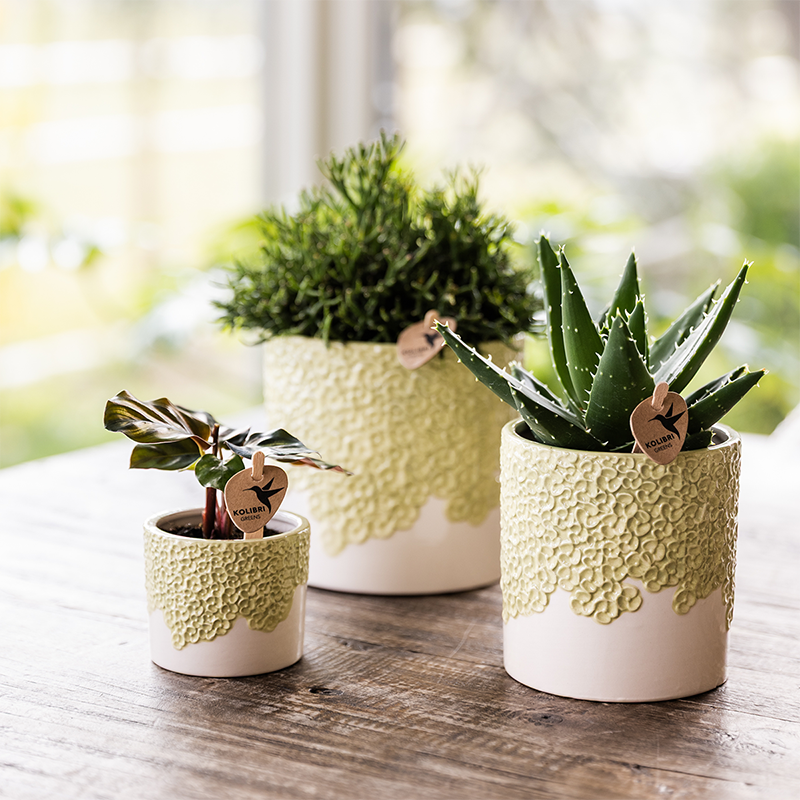 Kolibri Home | Bloom sierpot - Green - Ø6cm