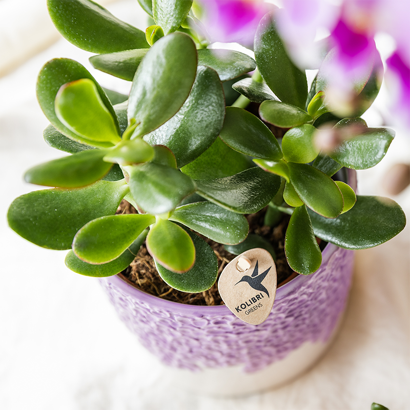 Kolibri Home | Bloom sierpot - Lila - Ø6cm