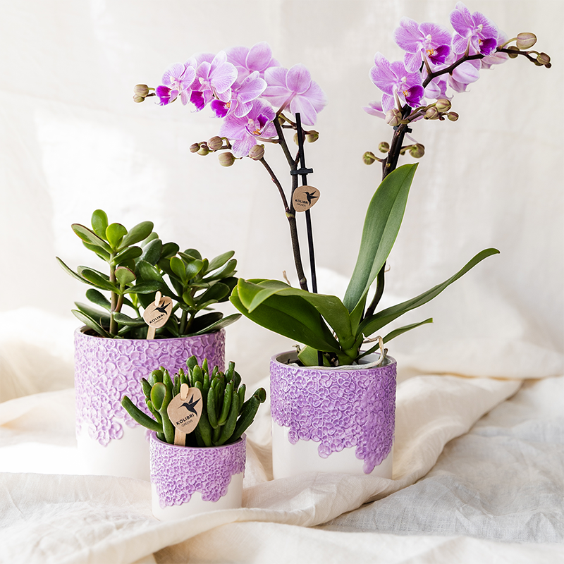Kolibri Home | Bloom sierpot - Lila - Ø6cm