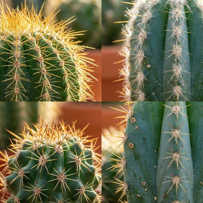 Mini Cactus Mix - 6 Stuks - Ø 8,1 cm - Hoogte: 5-10 cm - Terracotta Potten