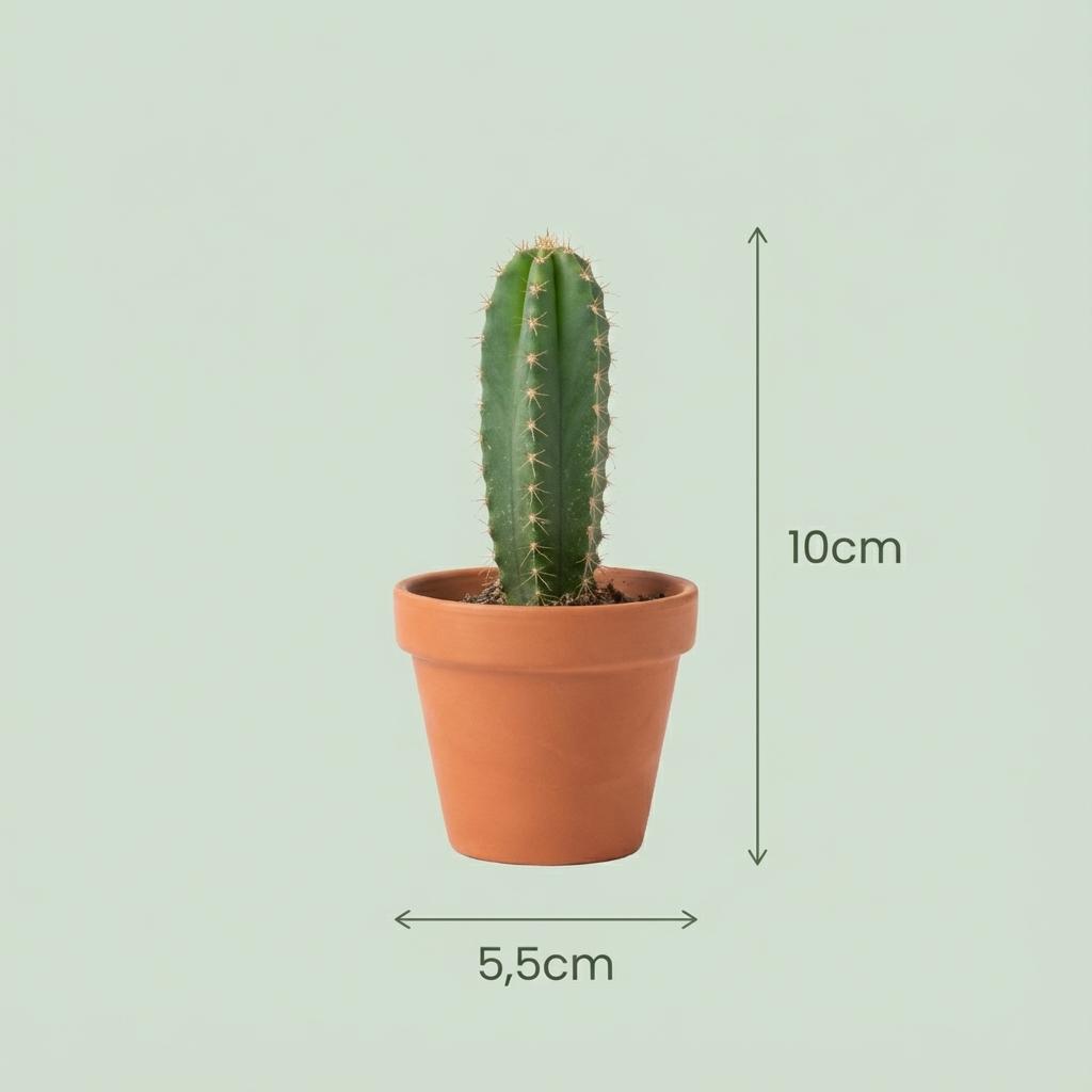 Mini Cactus Set - 6 Stuks - Ø 5.5 cm - Hoogte: 5-10 cm