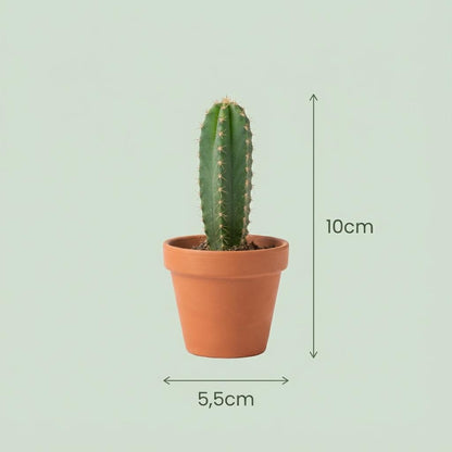 Mini Cactus Set - 6 Stuks - Ø 5.5 cm - Hoogte: 5-10 cm