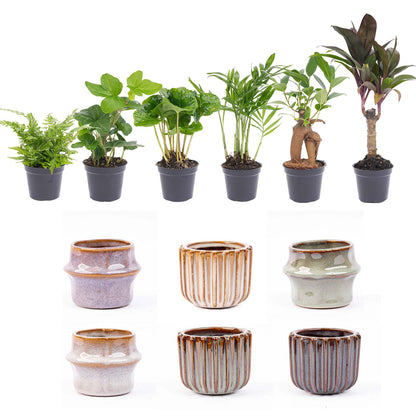 Mini planten set 6 - Inclusief pot set Barcelona