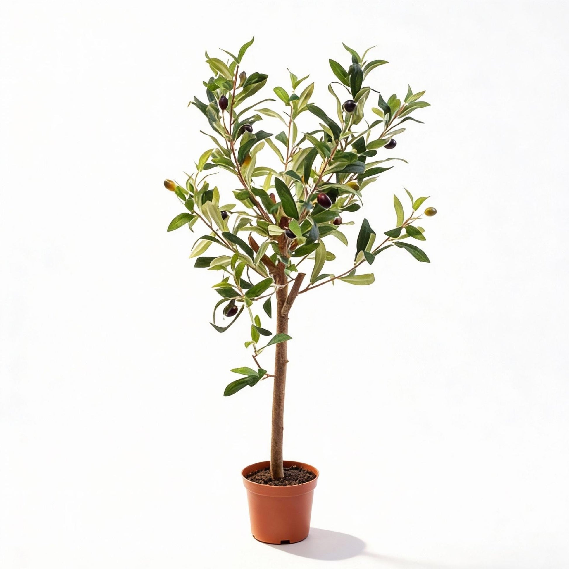 Olijfboom in pot 65cm – Kunstplant - Artificial plant