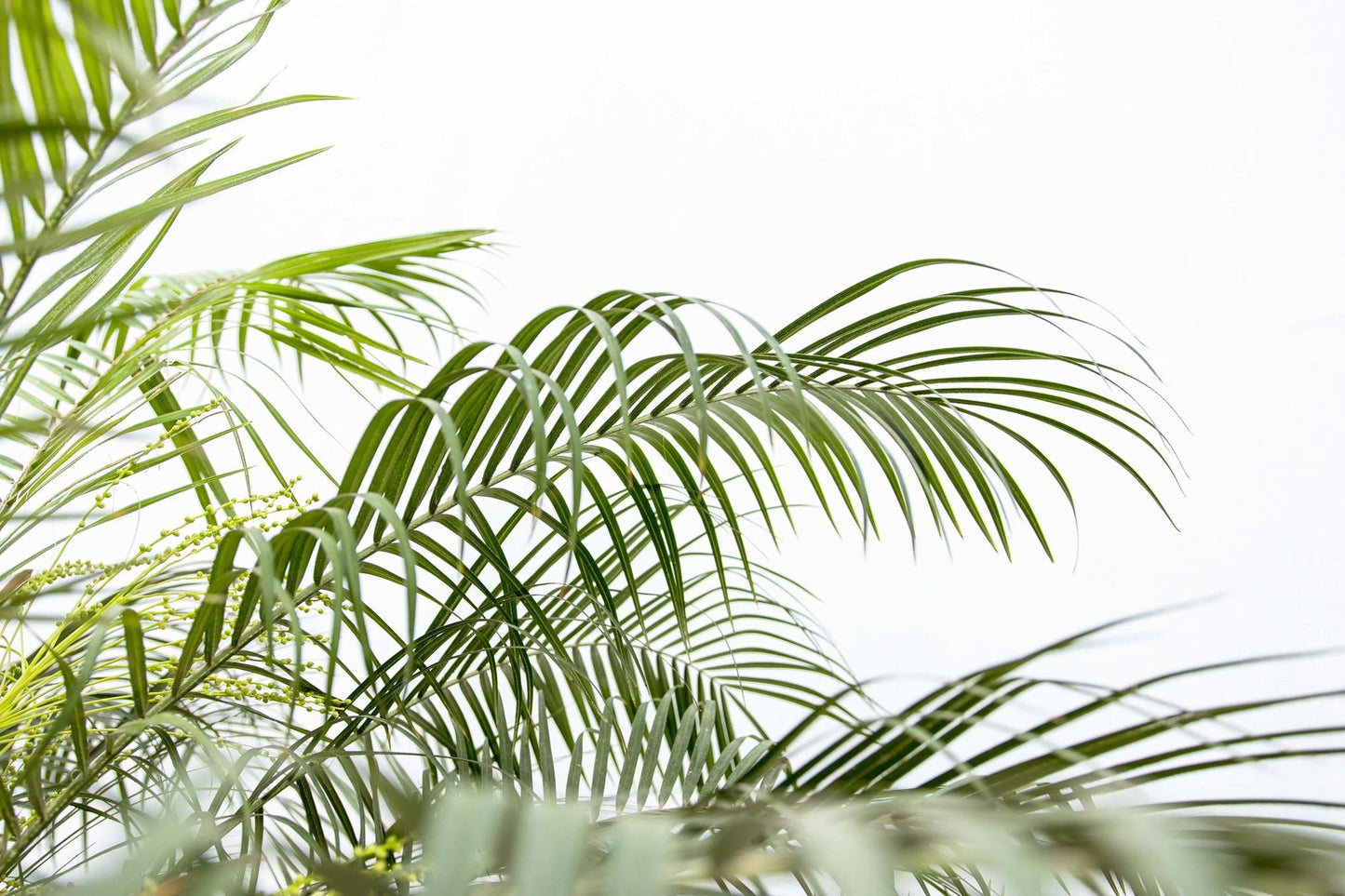 Phoenix Roebelenii op stam - 210cm - 200cm