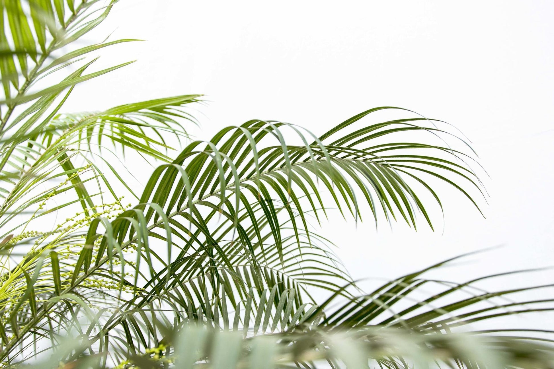 Phoenix Roebelenii op stam - 210cm - 200cm