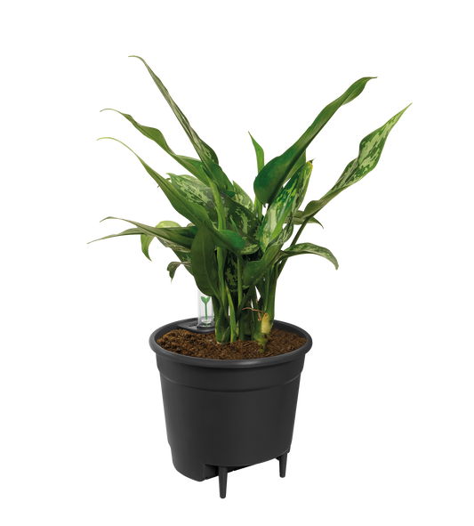 Self Watering Insert - 17 cm