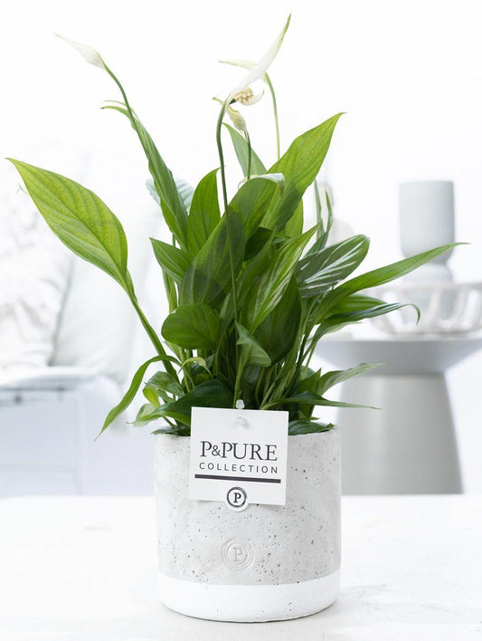 Spathiphyllum In P&PURE Jade Ceramics - Ø12cm - ↕35cm