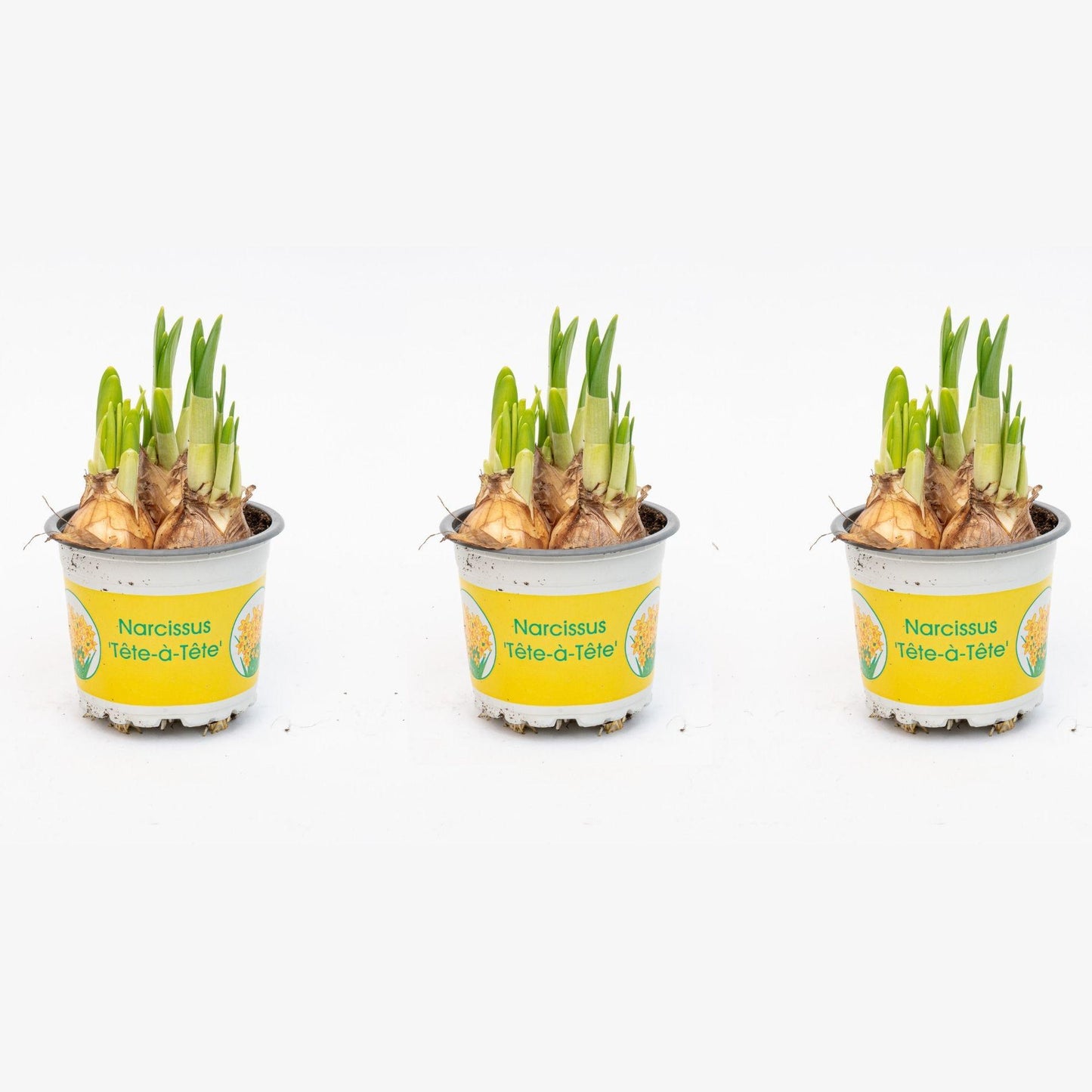 Narcissus ‘Tête-à-Tête’ - Potmaat 9 - ↑ 15–20 cm