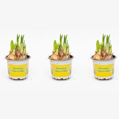 Narcissus ‘Tête-à-Tête’ - Potmaat 9 - ↑ 15–20 cm