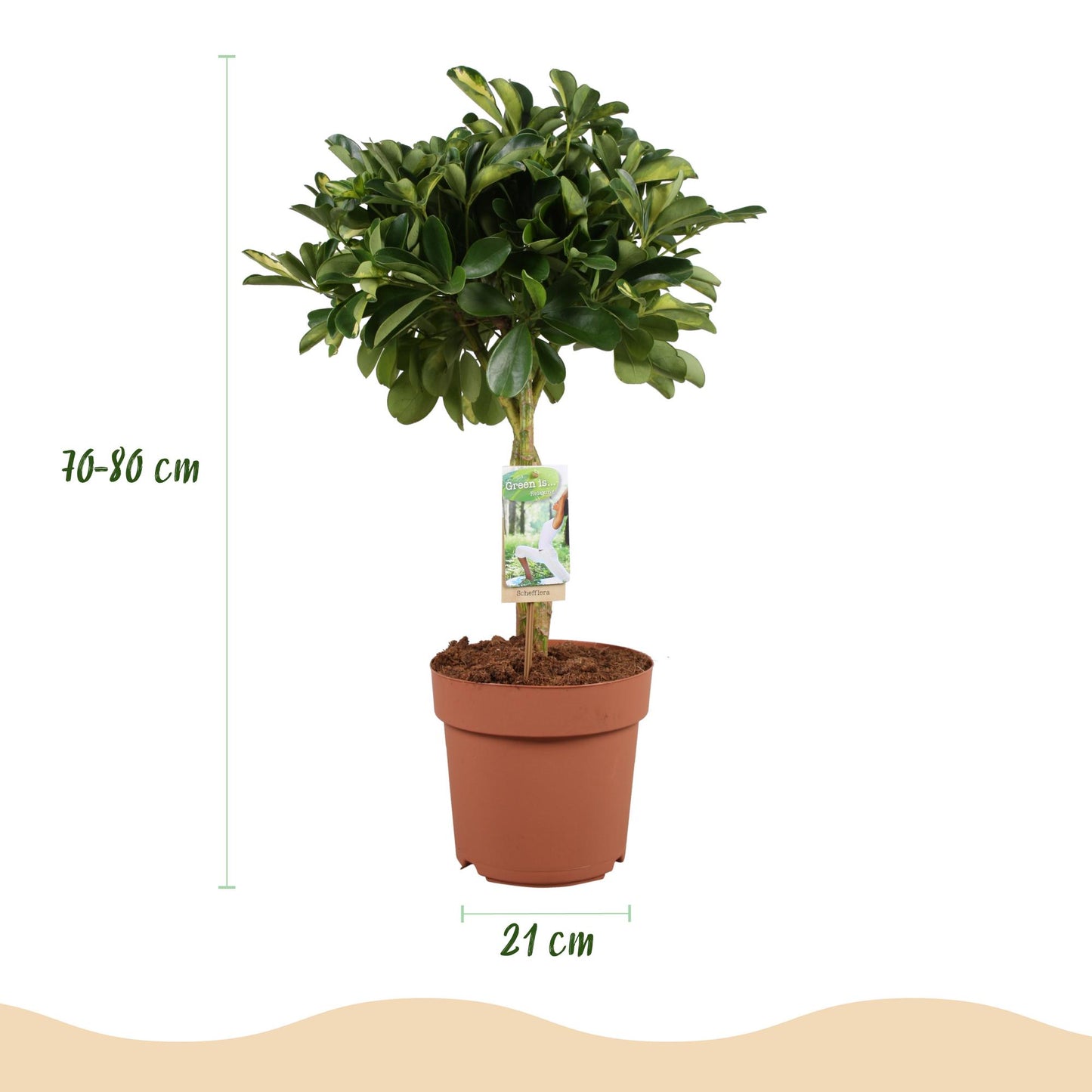 Kamerplanten - Schefflera Gold Capelle - Vingerboom - Weinig onderhoud - Groen - goud - 1 Plant - met Potter Wit - Pot 21cm - Hoogte 70-80cm