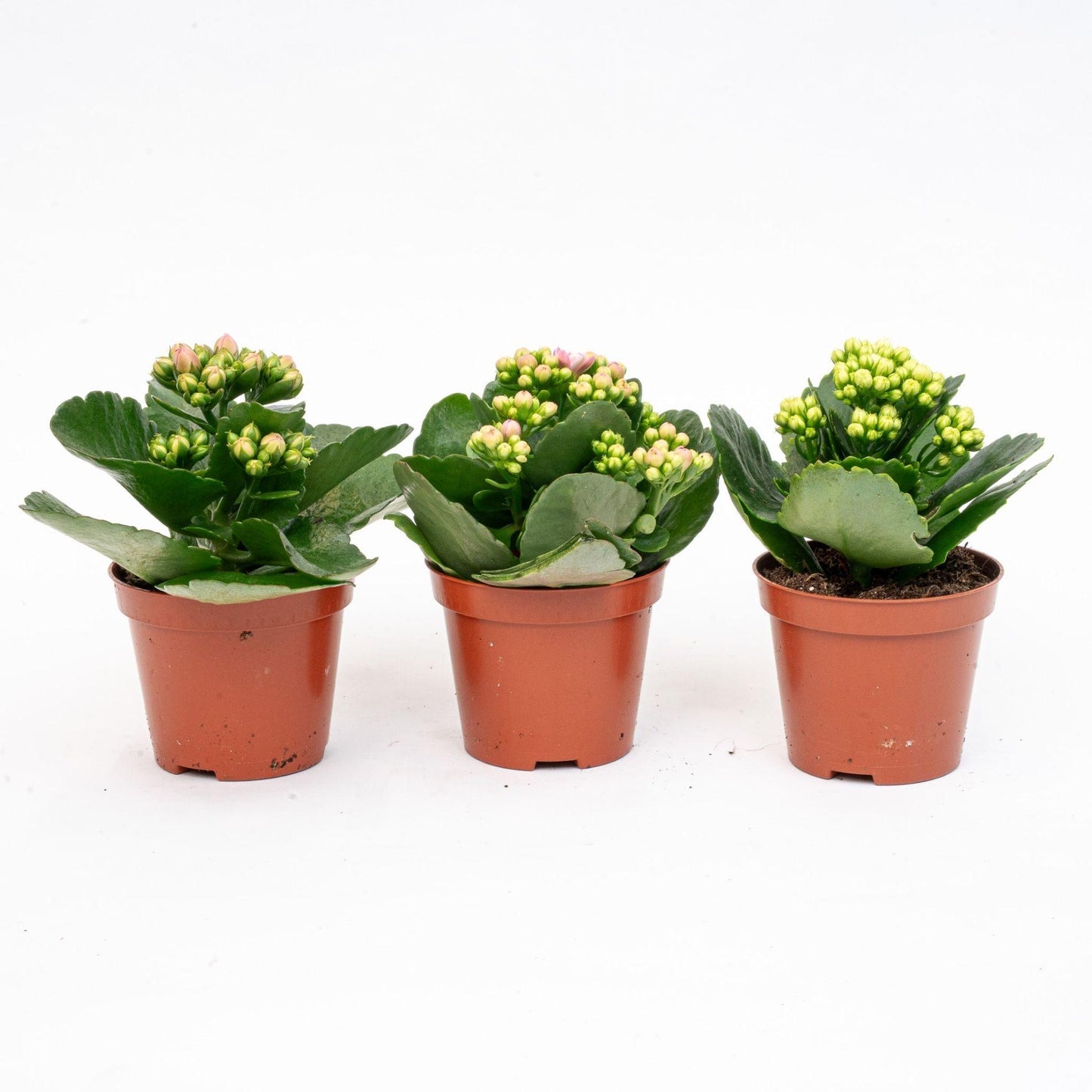 3x Kalanchoë - Potmaat 7 cm - ↑ 15 cm