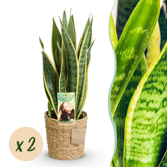 Kamerplanten - Sanseveria Laurentii - Vrouwentong - Weinig onderhoud - met mand - Groen - 2 Planten - Pot 17cm - Hoogte 60-70cm